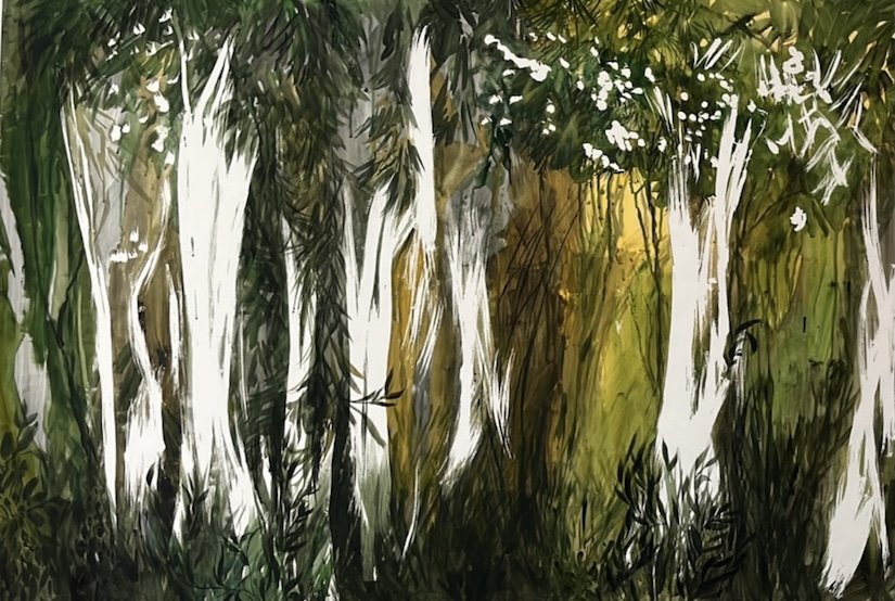 Sunlight filtering through a green forest of slender trees